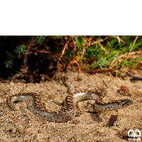 گونه مار بوآی شنی خوزستان Arabian Sand Boa